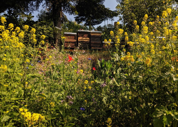 CONTAO_NATURE_THEME_Bienenstöcke_in_Wildblumenwiese